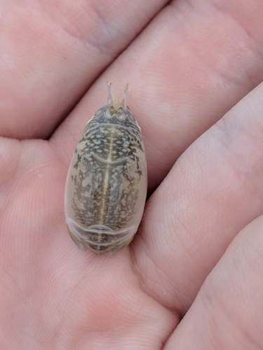 Atlantic Sand Crab, photo 2 of 10
