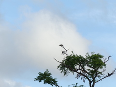 Hypsipetes amaurotis