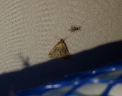 Hypenodes fractilinea