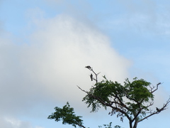 Hypsipetes amaurotis