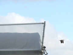 Streptopelia orientalis