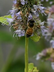 Apis mellifera