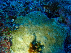 Goniastrea stelligera