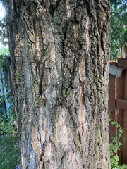 Populus deltoides