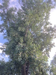 Populus deltoides