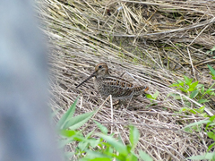Gallinago stenura