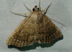 Focillidia texana