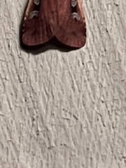 Ochropleura implecta