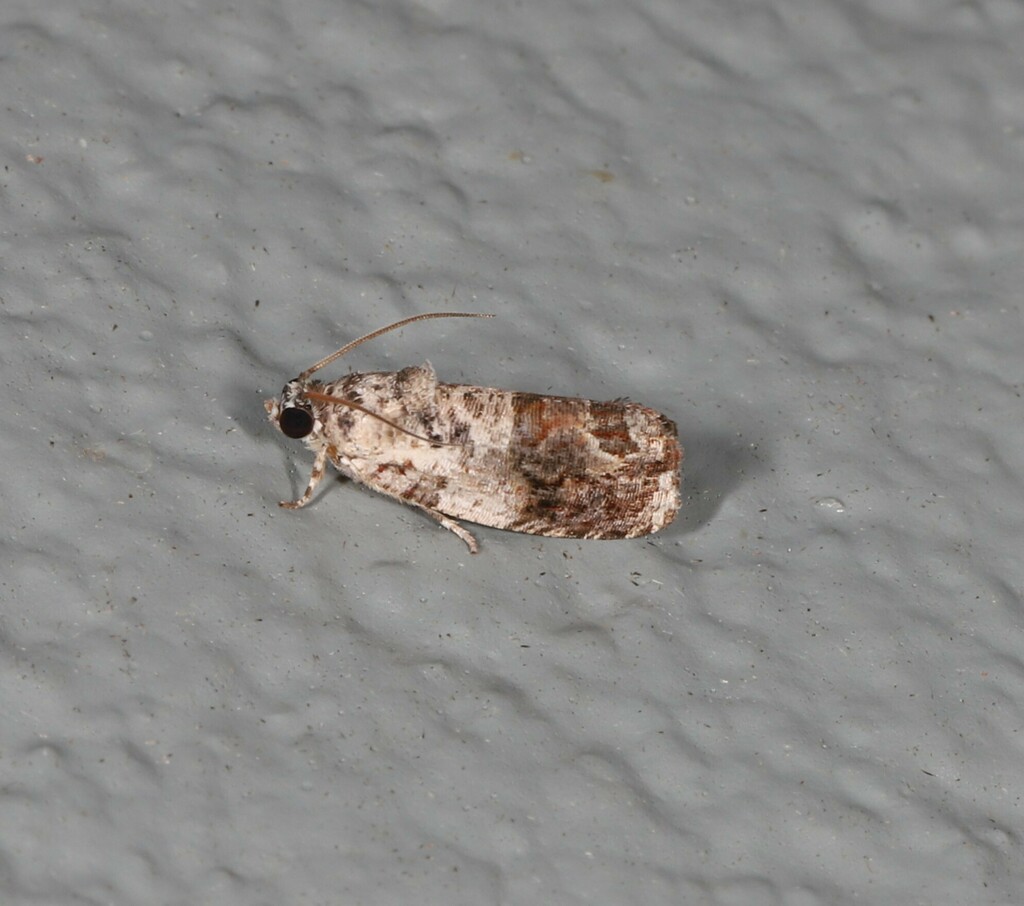 Ophiorrhabda scaristis