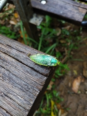 Chrysodema eximia berliozi