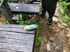 Chrysodema eximia berliozi