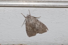 Acronicta americana