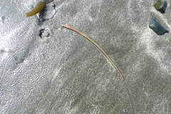 Phyllodocida