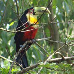 Ramphastos dicolorus