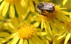 Melissodes microstictus