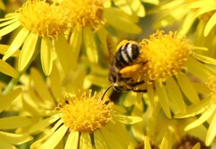 Melissodes microstictus