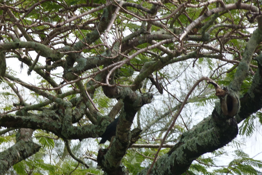 Pacific Imperial-pigeon