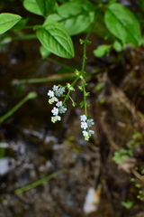 Omphalotrigonotis cupulifera