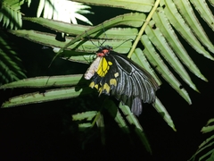 Troides magellanus sonani