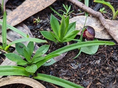 Pterostylis tasmanica