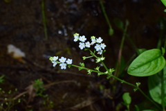 Omphalotrigonotis cupulifera