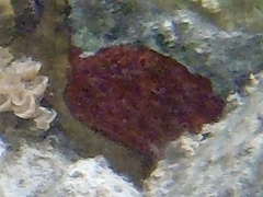 Amphimedon compressa
