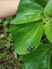 Pachyrhynchus tobafolius