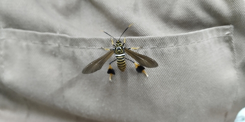Horama oedippus