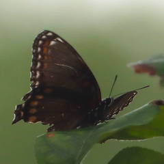 Limenitis arthemis
