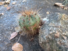 Melocactus ernestii