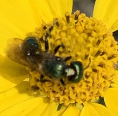 Hoplitis fulgida