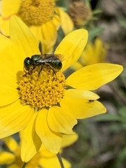 Hoplitis fulgida