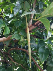 Phasmotaenia lanyuhensis