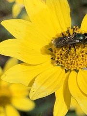 Hoplitis fulgida