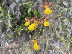 Cyrtochilum aureum