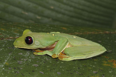 Agalychnis spurrelli