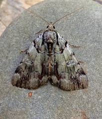 Catocala praeclara