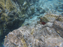 Amphimedon compressa