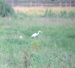 Ardea alba