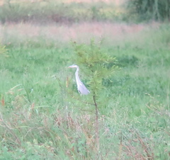 Ardea cinerea