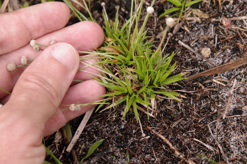 Image of Paepalanthus minor by (c) Eric Knight, some rights reserved (CC BY)