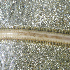 Phyllodocida