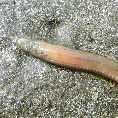 Phyllodocida