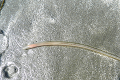 Phyllodocida