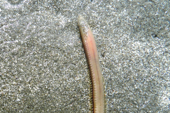 Phyllodocida