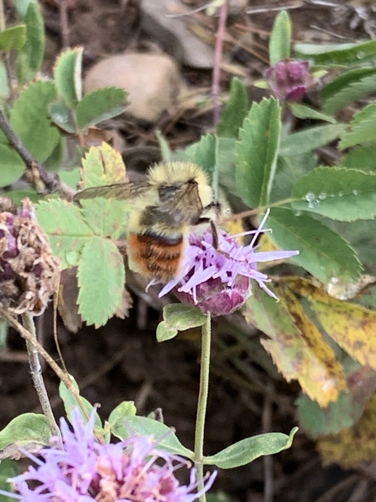 Bumble Bees from Uinta-Wasatch-Cache National Forest, Coalville, UT, US ...