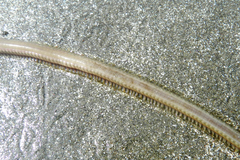 Phyllodocida