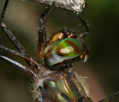 Somatochlora linearis