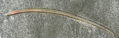 Phyllodocida