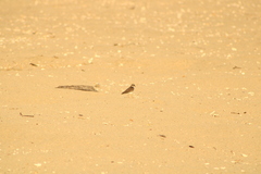 Charadrius collaris
